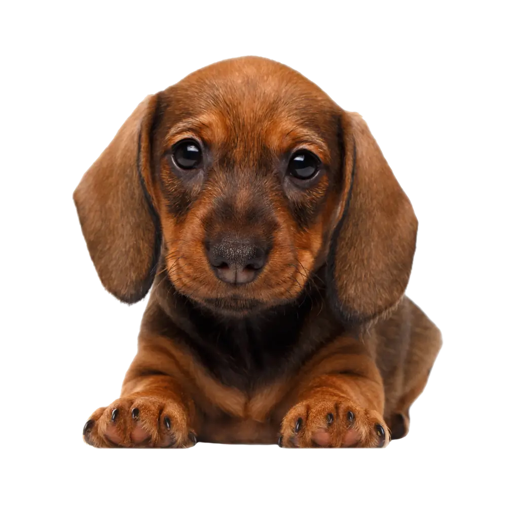 Cute puppy