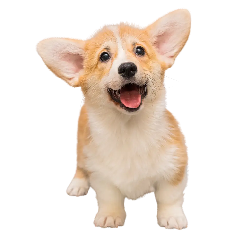 Adorable puppy